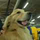 Illustration for article titled Here Are 2,000 Photos We Took At The Westminster Dog Show